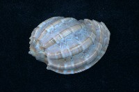 藏品(大楊桃螺)的圖片